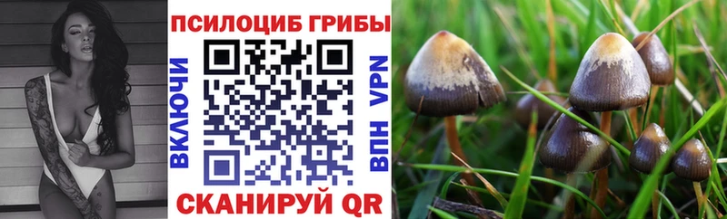Псилоцибиновые грибы GOLDEN TEACHER  ОМГ ОМГ tor  Краснознаменск 