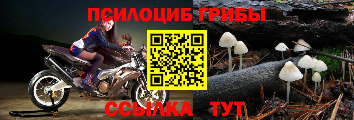 Краснознаменск  Псилоцибиновые грибы Cubensis  Вход с VPN  Псилоцибиновые грибы Cubensis 